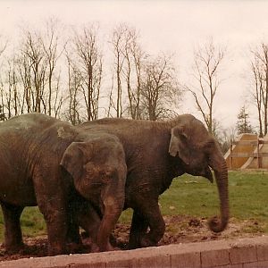 Elephants circa 1981
