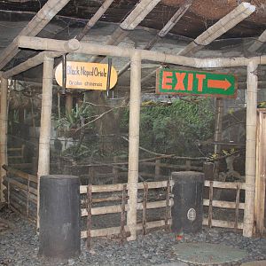 Black-naped Oriole's (Oriolus chinensis) exhibit