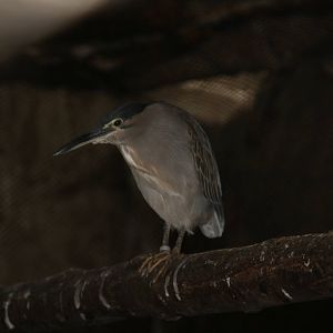 Schrenk's Bittern (Ixobrychus eurhythmus)