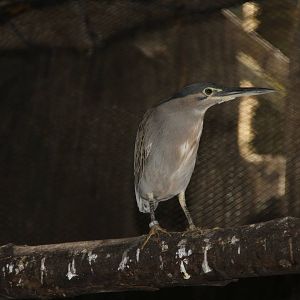Schrenk's Bittern (Ixobrychus eurhythmus)