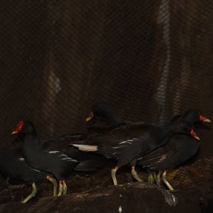 Common Moorhen