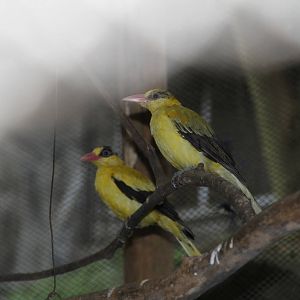 Black-naped Oriole (Oriolus chinensis)