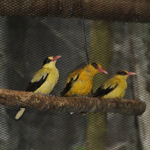 Black-naped Oriole (Oriolus chinensis)