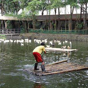 Herding the ducks...