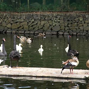 Waterfowl on a floating platform