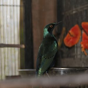 Red-shouldered Glossy-starling (Lamprotornis nitens)
