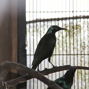 Red-shouldered Glossy-starling (Lamprotornis nitens)
