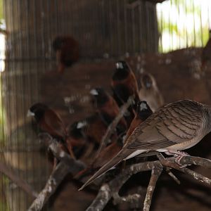 Zebra Dove (Geopelia striata) and Black-headed Munias (Lonchura atricapilla