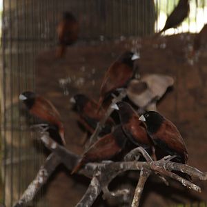 Black-headed Munia (Lonchura atricapilla brunneiceps)
