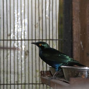 Red-shouldered Glossy-starling (Lamprotornis nitens)