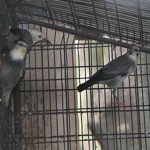 Red-billed Starlings (Sturnus sericeus)