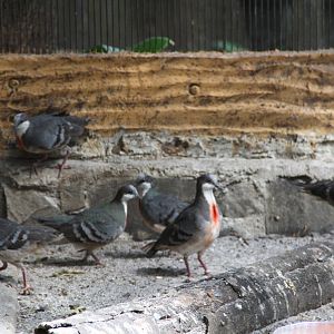 Luzon Bleeding-heart Doves (Gallicolumba luzonica)