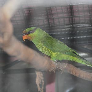Mount Apo Lorikeet (Trichoglossus johnstoniae)