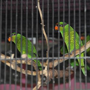 Mount Apo Lorikeets (Trichoglossus johnstoniae)