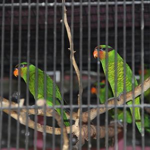 Mount Apo Lorikeets (Trichoglossus johnstoniae)