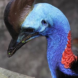 Southern Cassowary (Casuarius casuarius)
