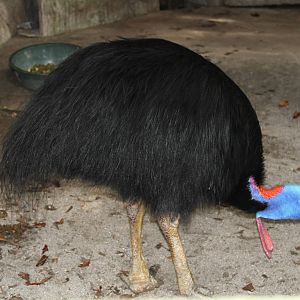 Southern Cassowary (Casuarius casuarius)