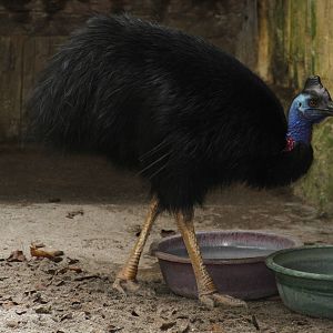Dwarf Cassowary (Casuarius bennetti)