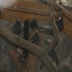 Coletos (Sarcops calvus) and  Yellow-faced Myna (Mino dumontii)