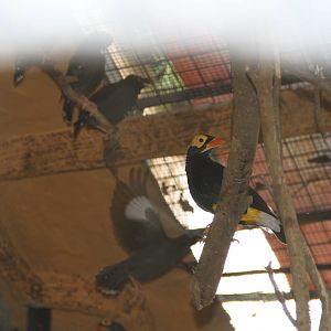 Yellow-faced Myna (Mino dumontii) and Coletos (Sarcops calvus)