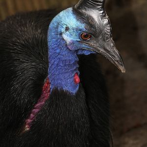 Dwarf Cassowary (Casuarius bennetti)