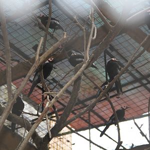 Coletos (Sarcops calvus)