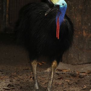 Southern Cassowary (Casuarius casuarius)