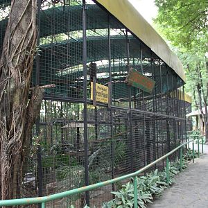 Hornbills' and Pigeons' Aviaries