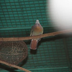 Pink-necked Green Pigeon (Treron vernans)