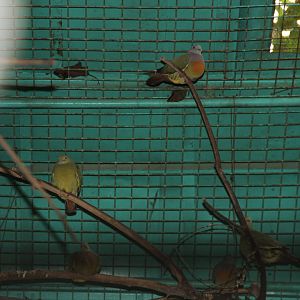 Pink-necked Green Pigeon (Treron vernans)