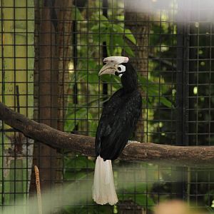 Palawan Hornbill (Anthracoceros marchei)