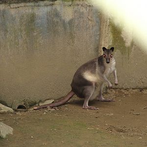 White-striped Dorcopsis (Dorcopsis hageni)