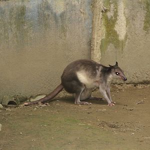White-striped Dorcopsis (Dorcopsis hageni)