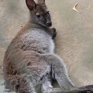 Red-necked Wallaby (Macropus rufogriseus)