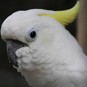 Yellow-crested Cockatoo (Cacatua sulphurea)