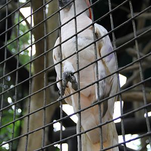 Salmon-crested Cockatoo (Cacatua moluccensis)