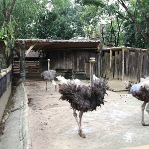 Ostriches (Struthio camelus)