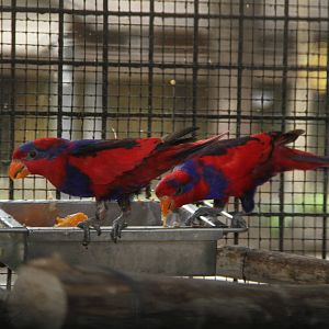 Red-and-blue Lory (Eos histrio)