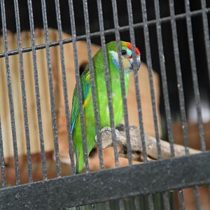 Double-eyed Fig Parrot (Cyclopsitta diophthalma)