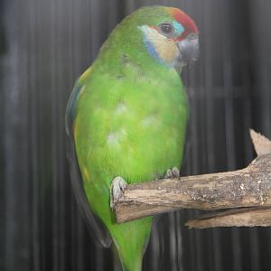 Double-eyed Fig Parrot (Cyclopsitta diophthalma)