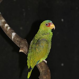 White-fronted Amazon (Amazona albifrons)