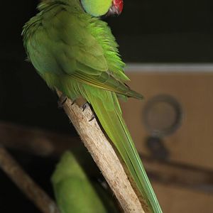 Rose-ringed Parakeet (Psittacula krameri)
