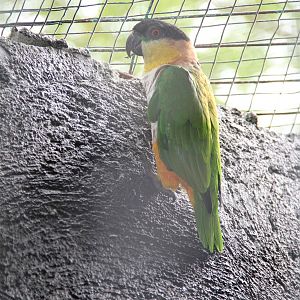 Black-headed Caique (Pionites melanocephala)