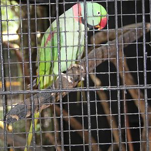 Alexandrine Parakeet (Psittacula eupatria)