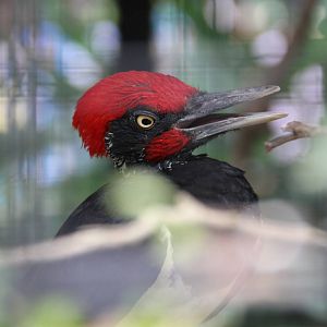 White-bellied Woodpecker (Dryocopus javensis)