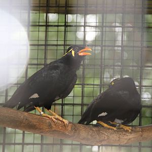 Common Hill Myna (Gracula religiosa)