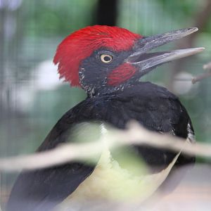 White-bellied Woodpecker (Dryocopus javensis)