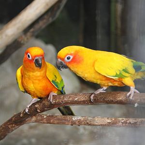 Sun Conure (Aratinga solstitialis)