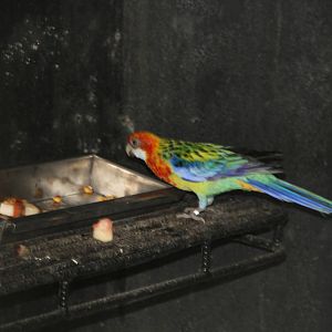 Eastern Rosella (Platycercus eximius)