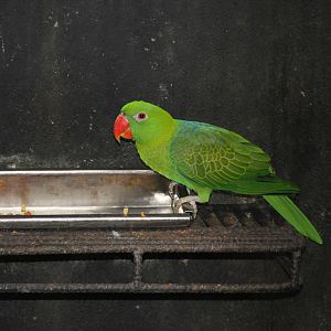 Male Müller's Blue-backed Parrot (Tanygnathus sumatranus)